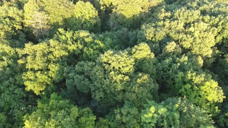 Flying-over-a-forest-in-France-during-sunset.-Low-altitude-drone-shot.